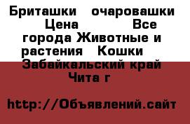 Бриташки - очаровашки.  › Цена ­ 3 000 - Все города Животные и растения » Кошки   . Забайкальский край,Чита г.